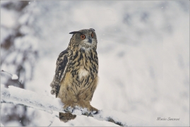 <p>VÝR VELKÝ (Bubo bubo) sokolnicky vedený /Eurasian eagle-owl - Uhu/</p>